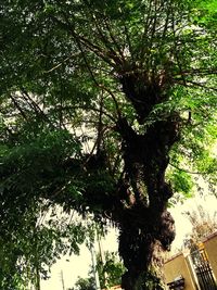 Low angle view of trees growing in forest