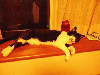 domestic animals