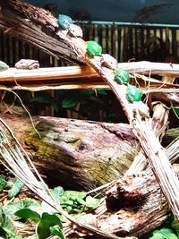 Close-up of log against trees