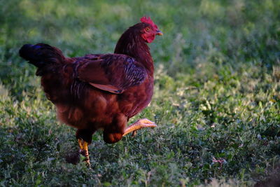 Close-up of hen on grassy field