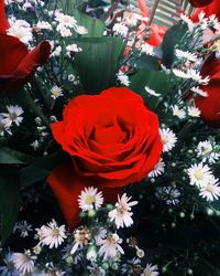 Close-up of red flowers blooming outdoors