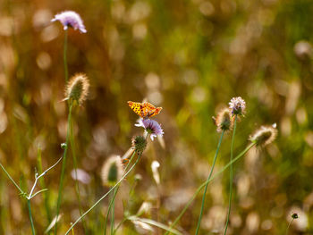 Close-up of flowering plant