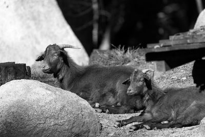 Goats resting by rock at farm on sunny day
