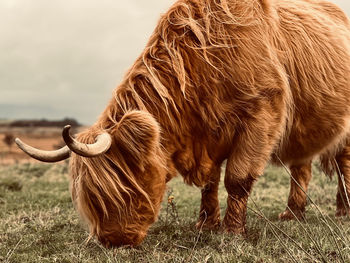 Highland cow