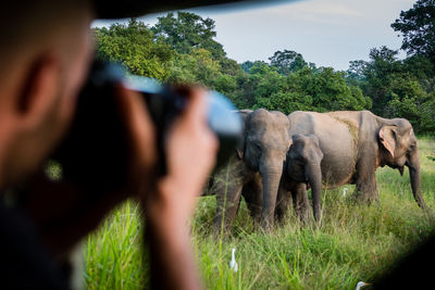 Close-up of elephant on grass against sky