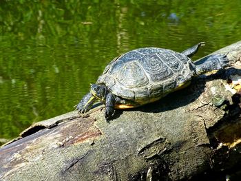 Close-up of turtle in a lake