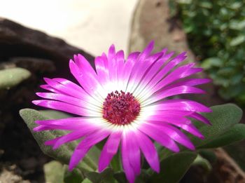 Close-up of pink flower blooming outdoors