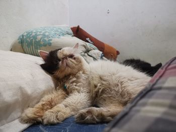 Cat resting on bed