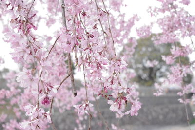 Close-up of pink flowers on tree