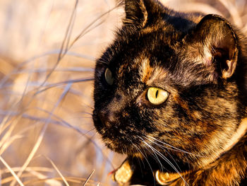 Close-up of a cat looking away