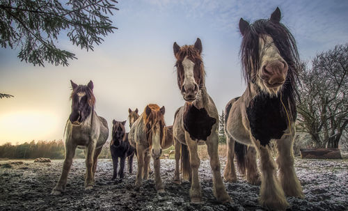 Panoramic view of horses on field against sky