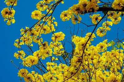 Low angle view of yellow flowering tree against blue sky