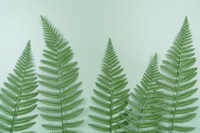 Low angle view of pine tree