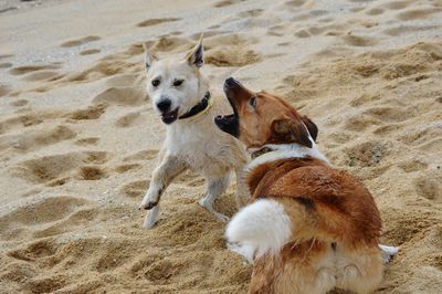 High angle view of dogs on beach