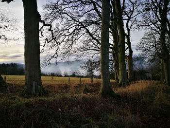 Trees on field in forest