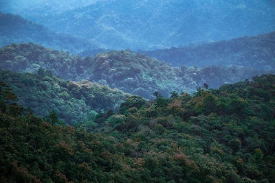 High angle view of trees in forest