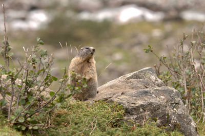 Marmot standing