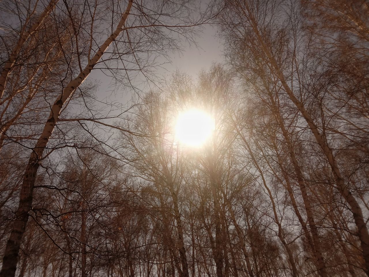 tree, sky, bare tree, sun, plant, winter, sunlight, nature, tranquility, beauty in nature, branch, morning, lens flare, low angle view, no people, light, fog, tranquil scene, sunbeam, scenics - nature, snow, astronomical object, outdoors, silhouette, forest, non-urban scene, growth, land, idyllic, back lit, cold temperature, day, environment, mist, darkness