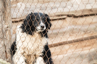 Portrait of dog looking through chainlink fence