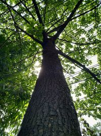 Low angle view of tree trunk in forest