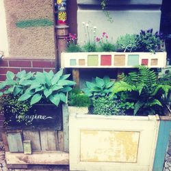 Potted plants on the wall