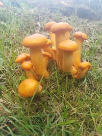 Close-up of mushroom growing on field