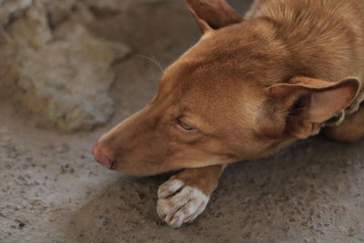 High angle view of dog sleeping on floor