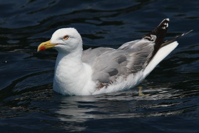 Close-up of seagull swimming in lake