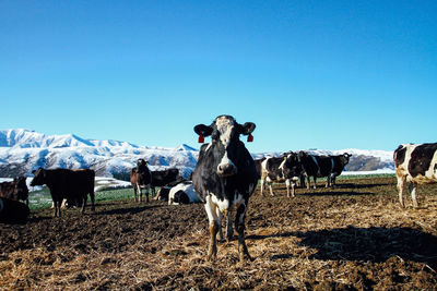 Portrait of cows on field against clear blue sky