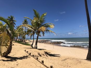 Palm trees on beach against sky