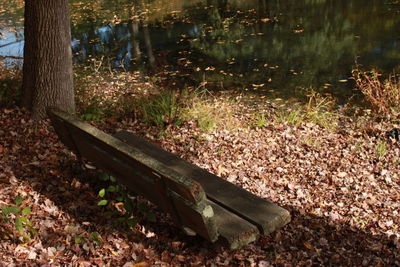 Bench in forest