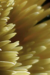 Full frame shot of yellow plant