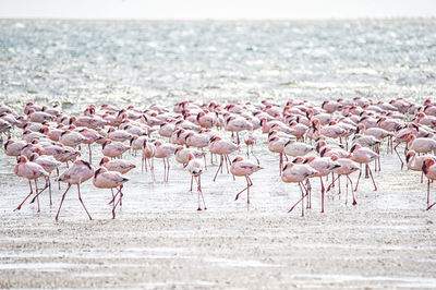 Birds in lake