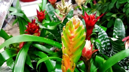 Close-up of red flowers