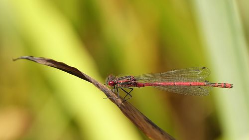 Close-up of damselfly on plant