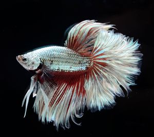 Close-up of fish swimming in sea