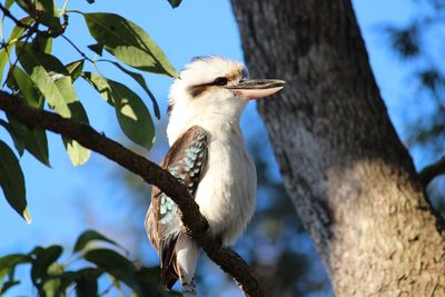 Low angle view of bird perching on branch