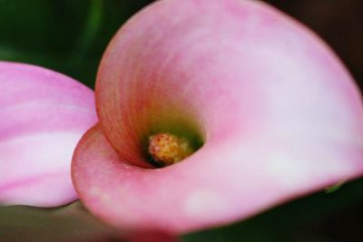 Close-up of pink flowers