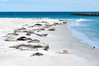 Scenic view of rocks on beach against sky