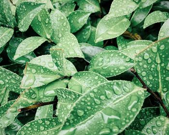 Full frame shot of leaves
