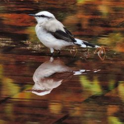 Close-up of bird perching on lake