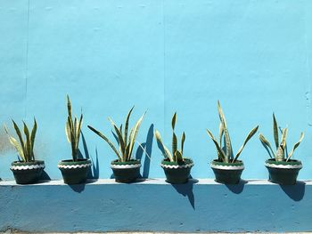 Plants on pot and blue background in manila. close-up of potted plants. 
