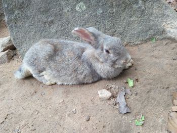 Close-up of rabbit