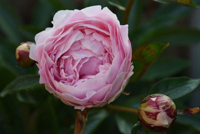 Close-up of pink peony flower
