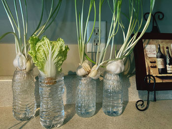 Potted plants on table