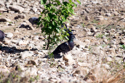High angle view of bird on field