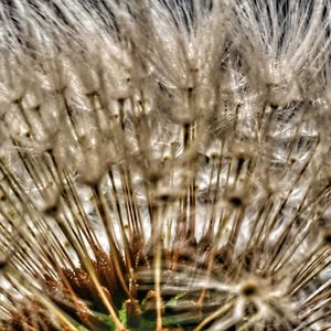 Full frame shot of dandelion on field