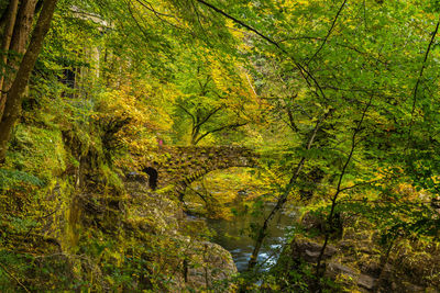 Trees in forest during autumn