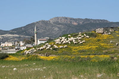 Scenic view of grassy field by mountains against clear sky