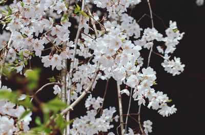 Close-up of white cherry blossoms